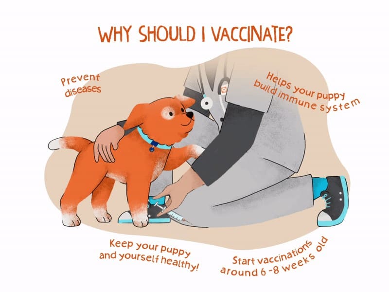 Dog vaccination at home