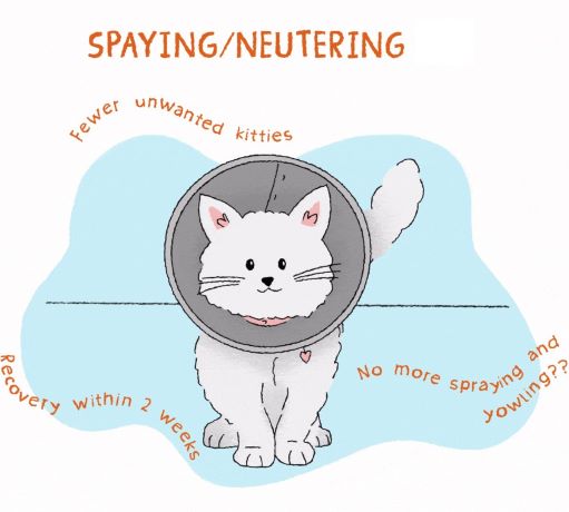 Spaying & Neutering Care